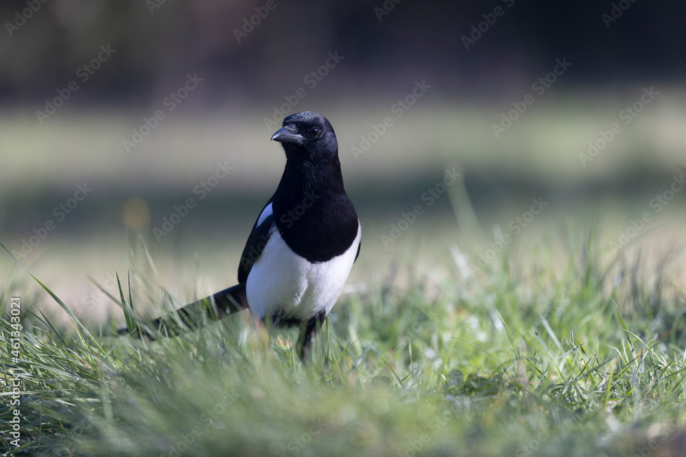 Fototapeta premium European Magpie Pica pica sitting on a trunk