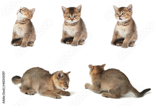 Kitten Scottish chinchilla straight sits on a white isolated background. Animal in different poses photo