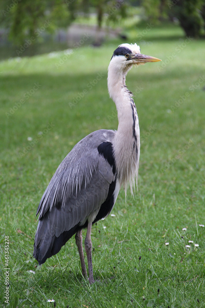a young heron walking in the city park.