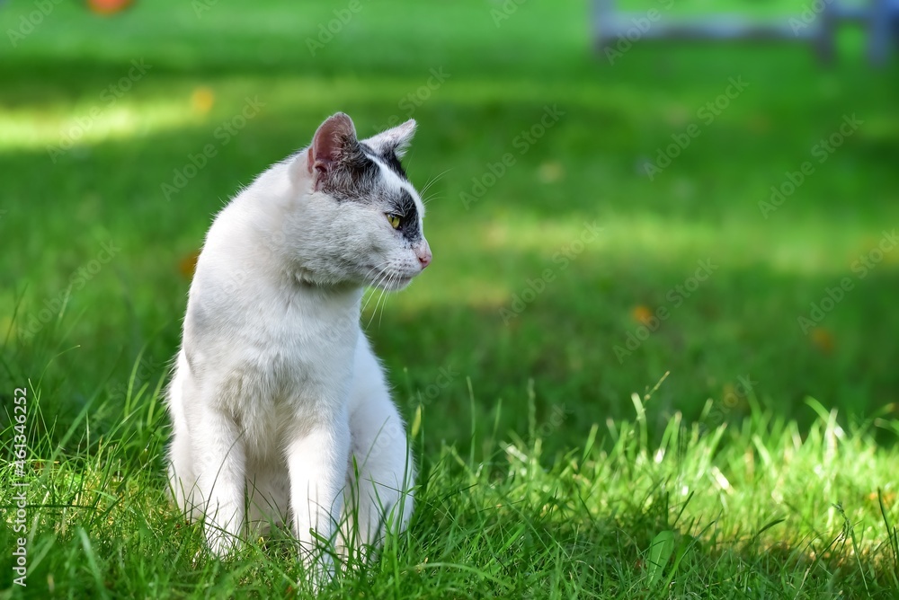 Wyrazista sylwetka białego kota siedzącego na trawie z pyszczkiem z profilu