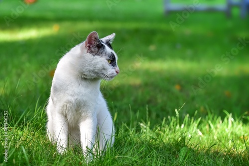 Wyrazista sylwetka białego kota siedzącego na trawie z pyszczkiem z profilu © polmus