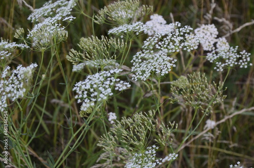 Closeup of white falcaria flowers in the field photo