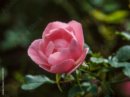 Wallpaper Mural róża Torontodigital.ca