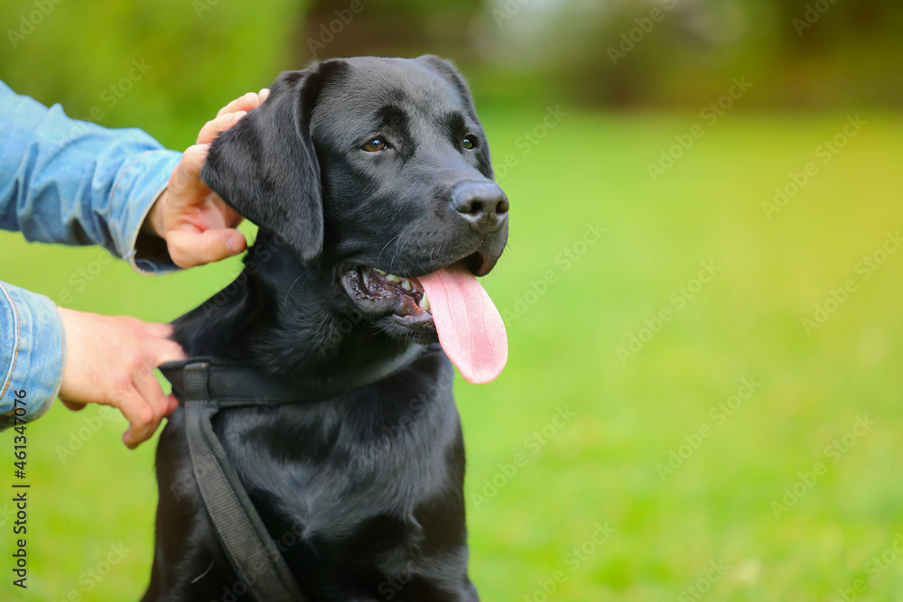 Black Labrador puppy on the grass with owner. happy dog sitting in the park Black Labrador puppy on the grass with owner. happy dog sitting in the park