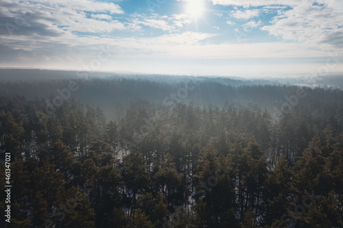 Winter morning landscape: aerial view over the crowns of pine trees. Misty pine forest in the morning. Misty haze among pine branches.