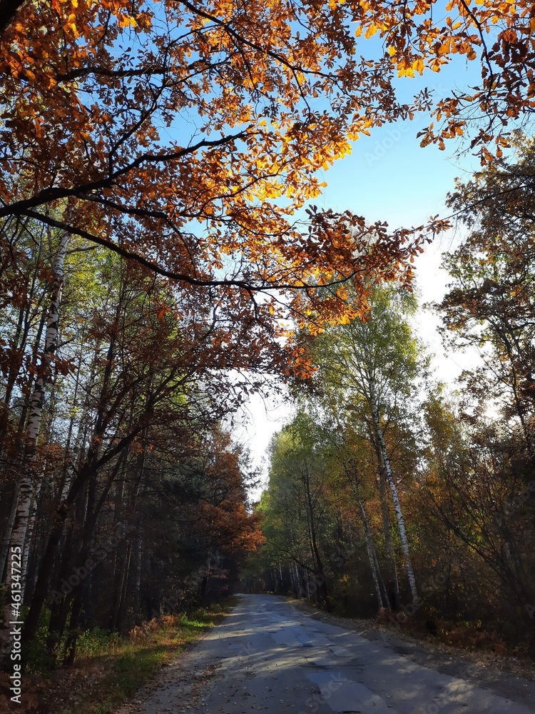 Fototapeta premium autumn in the forest