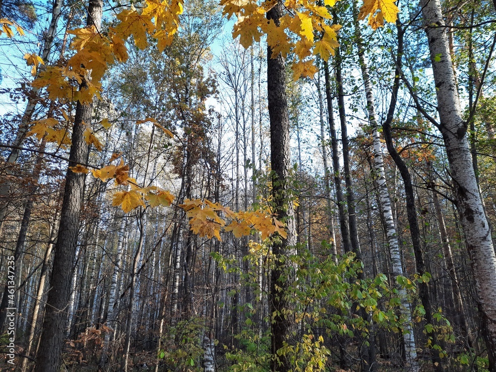 Fototapeta premium autumn in the forest