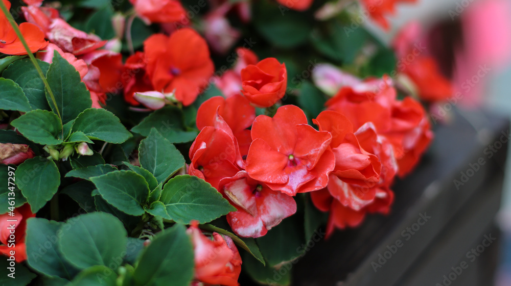 red flower in the garden