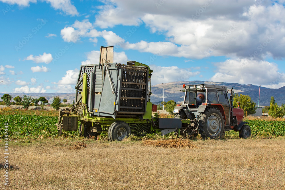 Fototapeta premium Tractor harvesting sugar beet in the field.