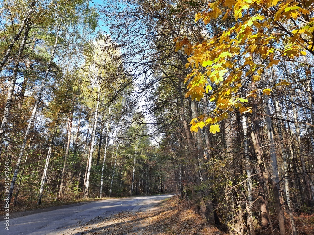 Fototapeta premium autumn in the forest