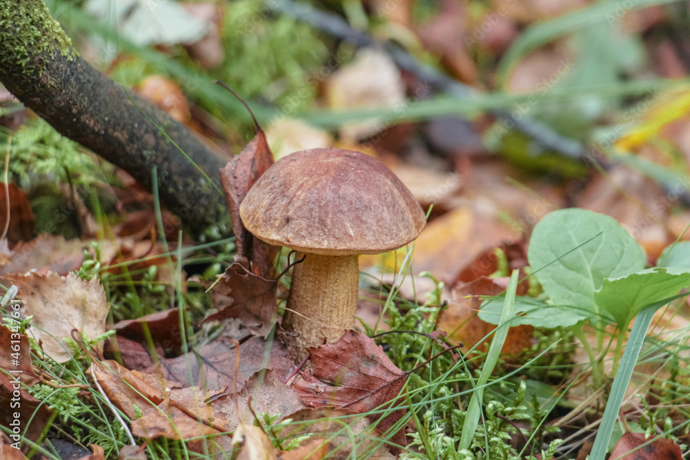 porcini mushroom in the forest among grass and dry fallen leaves porcini mushroom in the forest among grass and dry fallen leaves