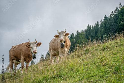Fototapeta Naklejka Na Ścianę i Meble -  Beautiful swiss cows. Alpine meadows. farm.