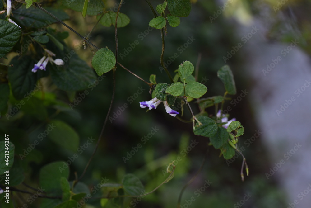 Chinese hog-peanut flowers. Fabaceae annual vine plants.
