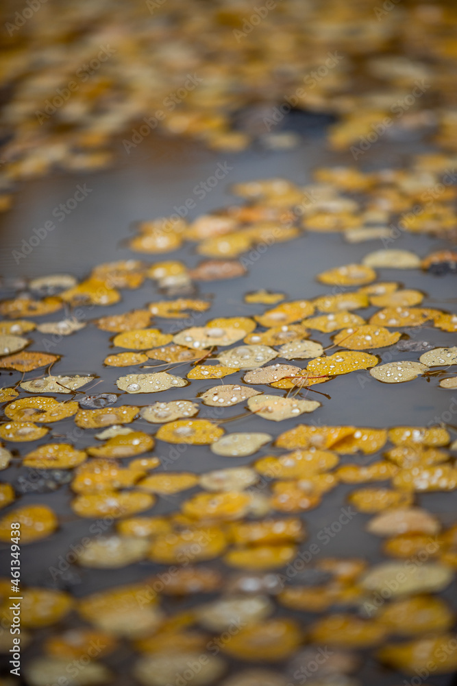 Autumn water Autumn water