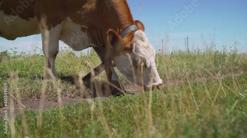 Wallpaper Mural A cow eats grass in a meadow. Red and white cow eats grass in a meadow. Torontodigital.ca