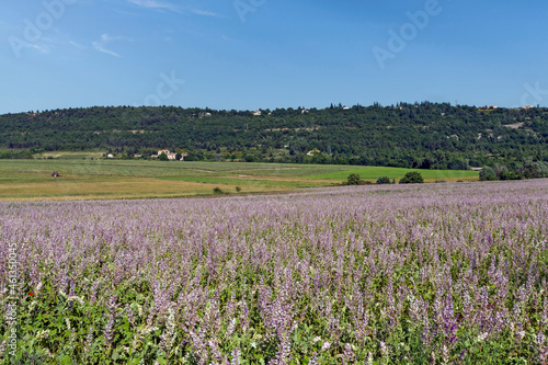 Feld mit Muskatellersalbei (Salvia sclarea), Provence