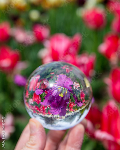 Purple Tulip Through a Lens Ball