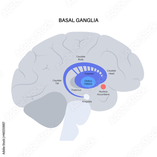 Basal ganglia anatomy