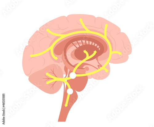 Serotonin pathway in brain