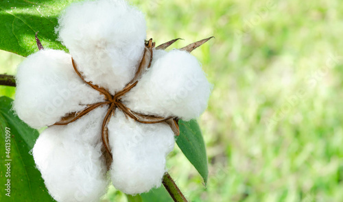 Принти на полотні A close up of an open cotton boll