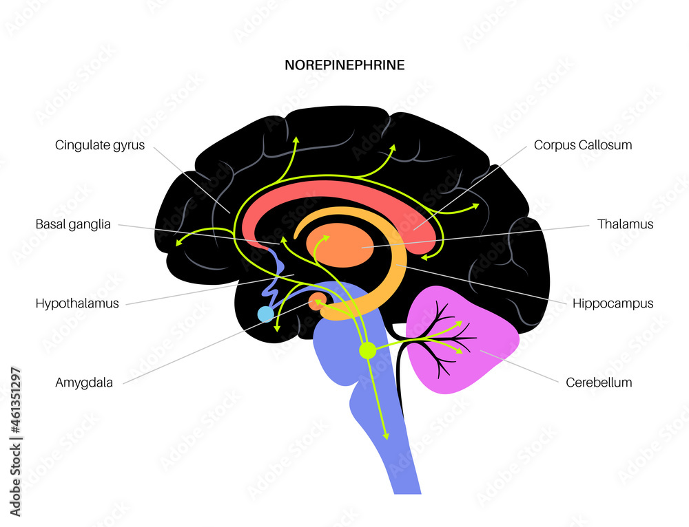 custom made wallpaper toronto digitalNorepinephrine hormone pathway