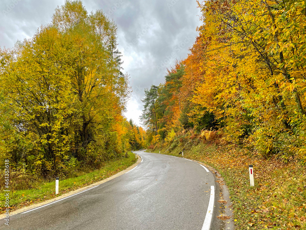 Empty wet asphalt road leads through gorgeous autumn colored forest in Slovenia