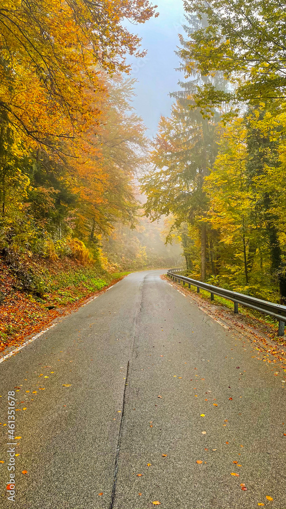 VERTICAL: Empty wet asphalt road leads through foggy autumn colored forest
