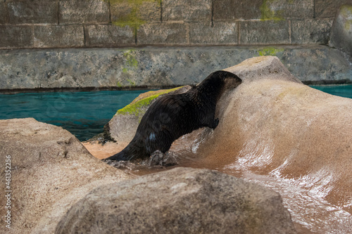 Otter playing