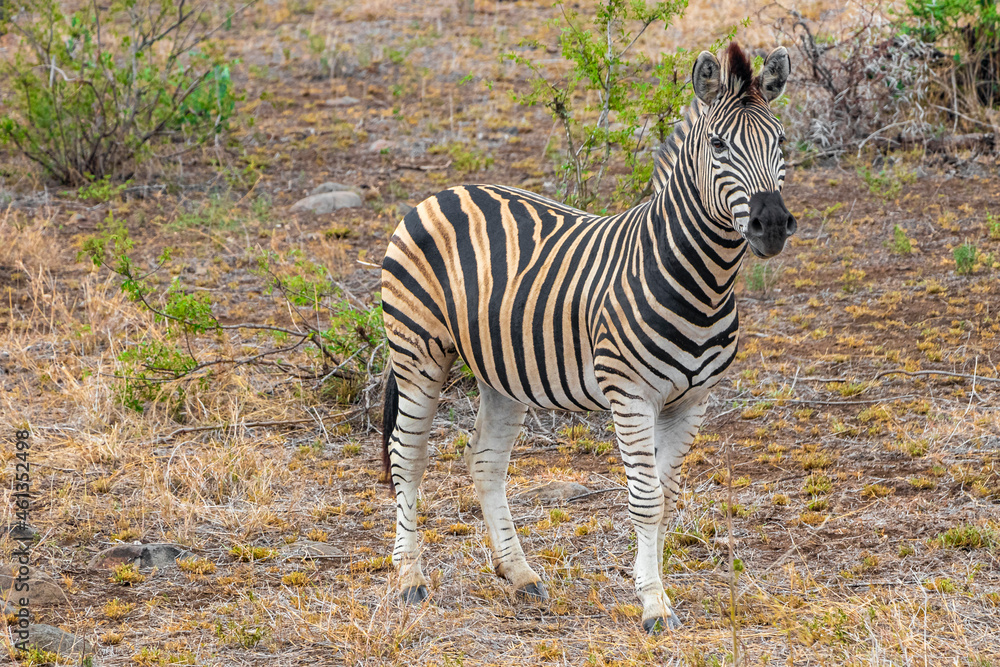 Beautiful striped zebra in Kruger National Park safari South Africa. Beautiful striped zebra in Kruger National Park safari South Africa.