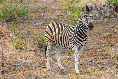 Beautiful striped zebra in Kruger National Park safari South Africa.
