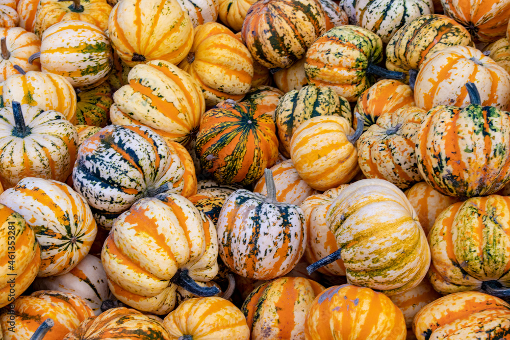 A large collection of colorful Cucurbita pepo Festival pumpkins at the market on a sunny autumn day. Beautiful background for a natural health and nutrition concept.