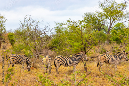 Zebra group or family Kruger National Park safari South Africa.