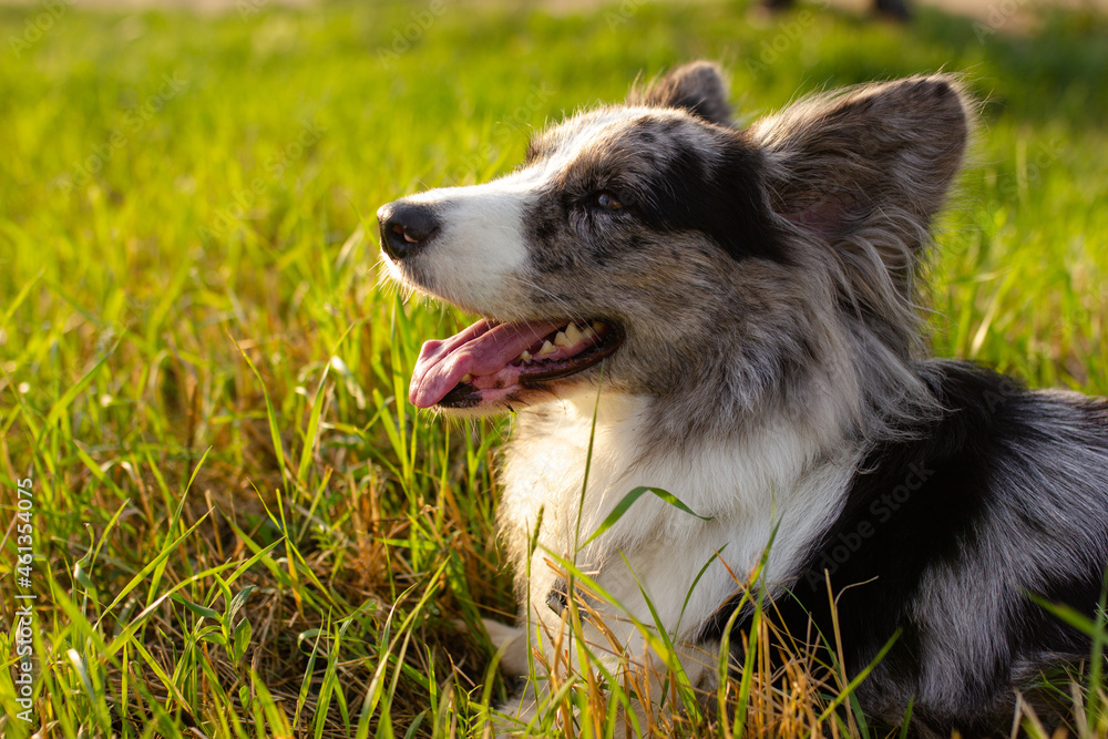 Welsh Corgi Cardigan on green grass outdoor