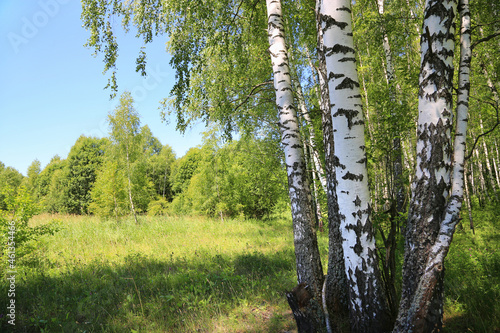 Fototapeta Naklejka Na Ścianę i Meble -  Beautiful birch trees at the edge of the forest