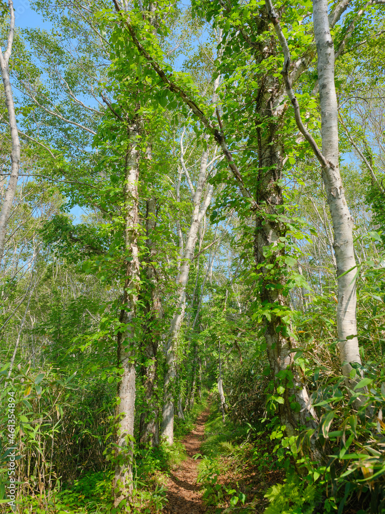 Fototapeta premium 礼文岳の登山道