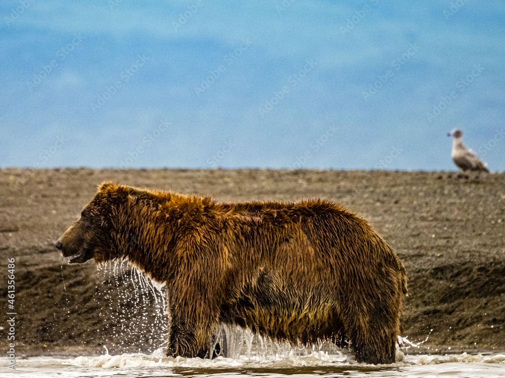 Coastal Brown Bears (Ursus arctos horribilis) fishing for salmon in tidal pool, mudflats at low tide in Hallo Bay, Katmai National Park and Preserve, Alaska Coastal Brown Bears (Ursus arctos horribilis) fishing for salmon in tidal pool, mudflats at low tide in Hallo Bay, Katmai National Park and Preserve, Alaska
