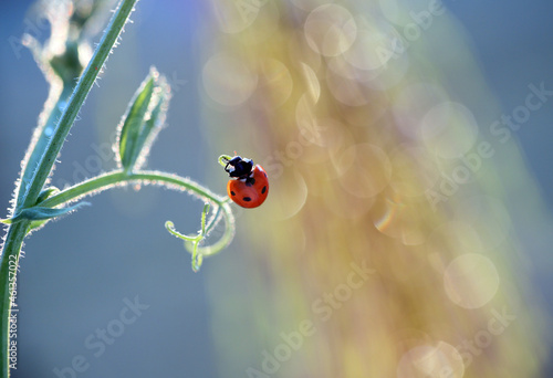 A small red ladybird is walking and looking for aphids to eat 
