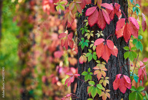 Fotografia Parthenocissus quinquefolia (Virginia creeper) in autumn colors climbing a tree