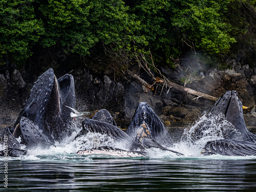 Open mouths, Feeding Humpback Whales (Megaptera novaeangliae) in Chatham Strait, Alaska's Inside Passage photo