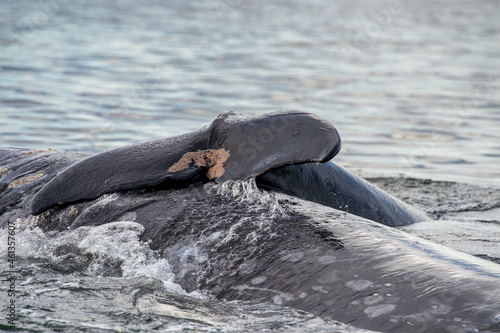 Baby gray whale rolling off of mother whale, tail on moms back. Magdalena Bay. photo