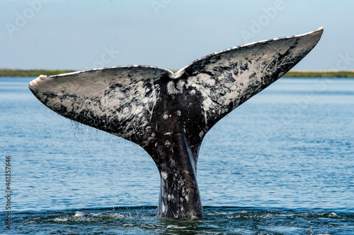 gray whale (Eschrichtius robustus) whale fluke