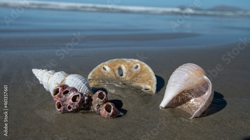Sea shells on Sand Dollar Beach Baja California Sur