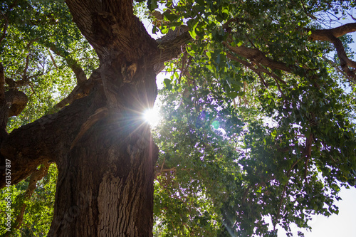 Árbol recibiendo luz del sol