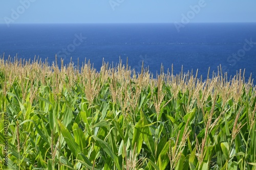 Champs de maïs en front de mer