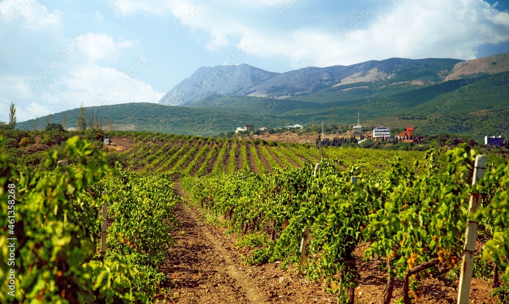 Beautiful Vineyards on The Background of Mountains
