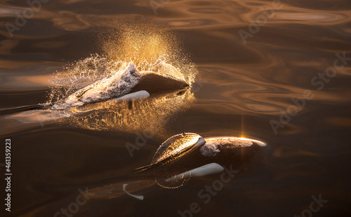 Rare glimpse of Dall's Porpoises surfacing at sunset in Southeast Alaska photo
