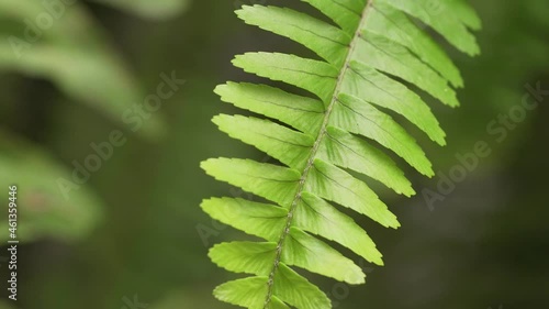 fern leave close up, tropical polypodiales background. Can represent ecology ot the rain forest photo