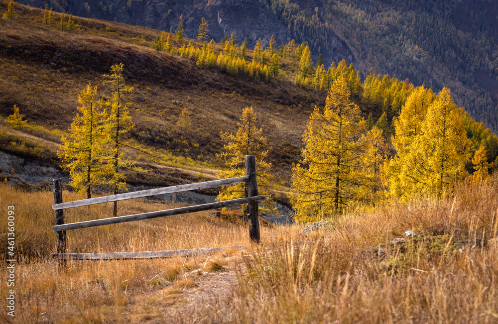 Mountain landscape against the background of yellow larches, a fragment of a wooden fence and a rocky road. Altai, Russia.