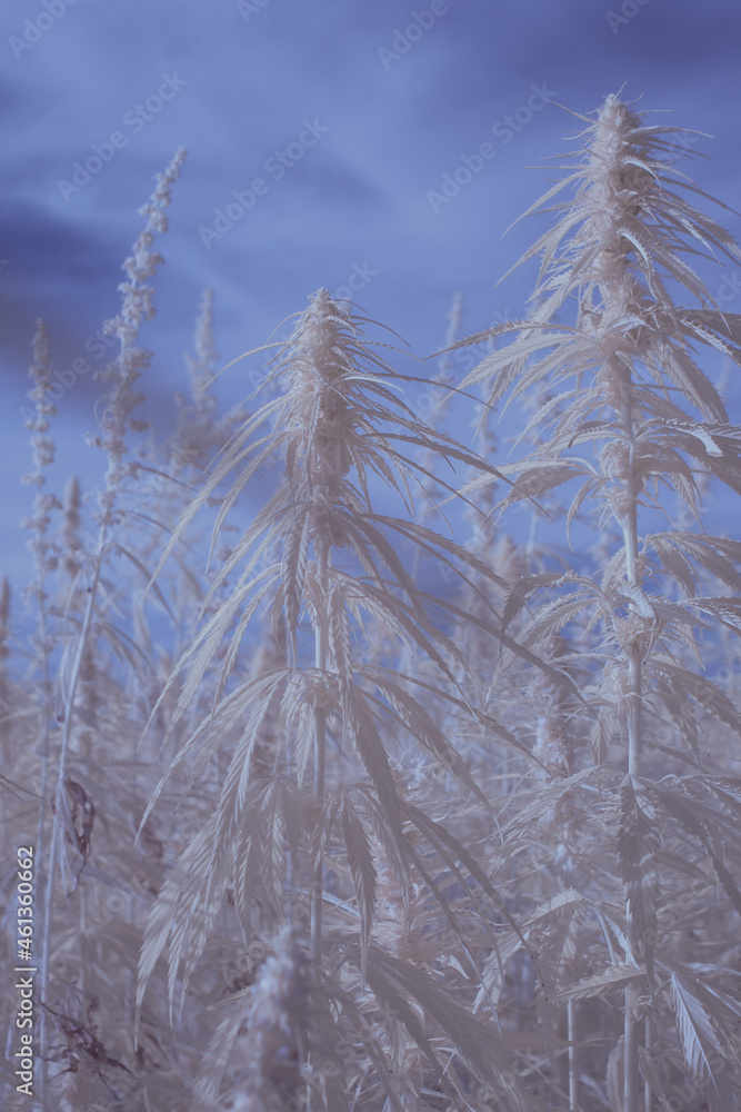 infrared photography - ir photo of a marijuana leafe on a cannabis farm - hemp field infrared photography - ir photo of a marijuana leafe on a cannabis farm - hemp field