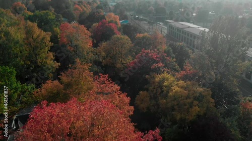Colorful leaves/tree in autumn